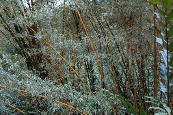 DSC_6154.JPG